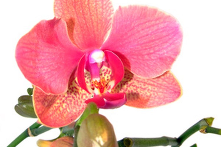 No coloques tus orquídeas en la luz del sol directa.