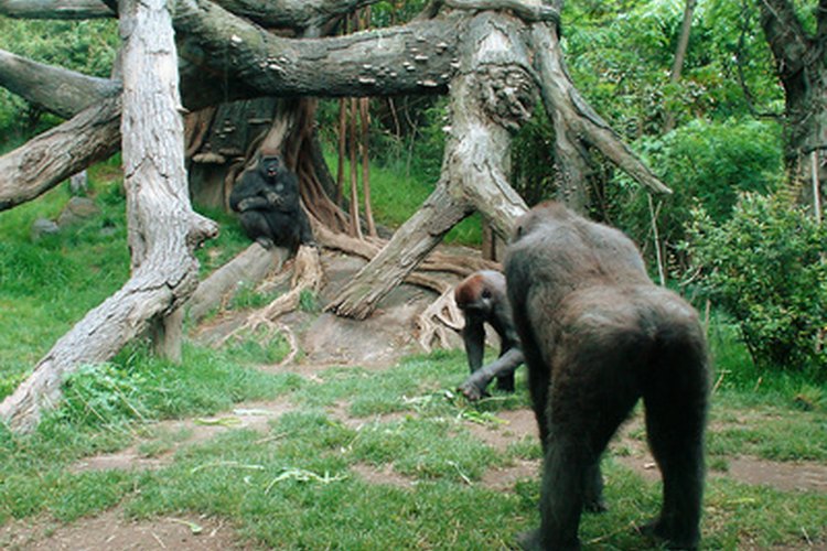 La conservación de los primates es una de muchas especialidades en el campo de la zoología.