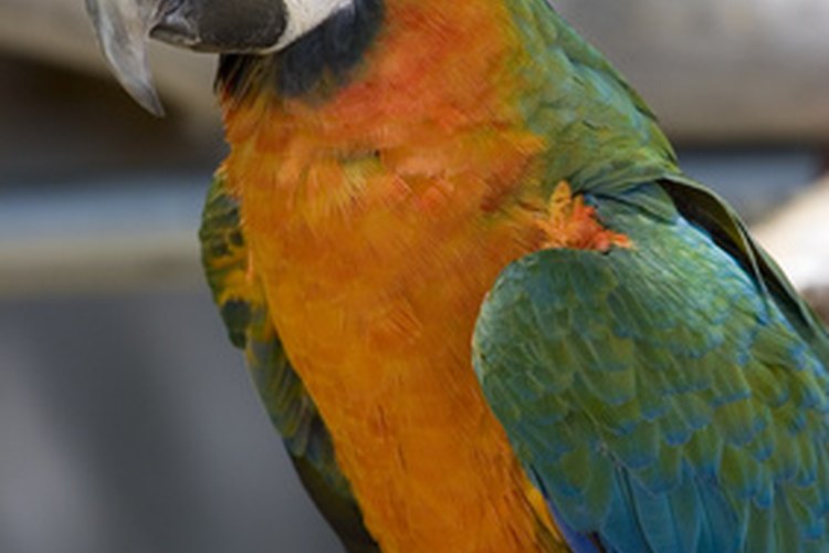 Las plumas de los loros deben ser brillantes y suaves a menos que las esté cambiando.