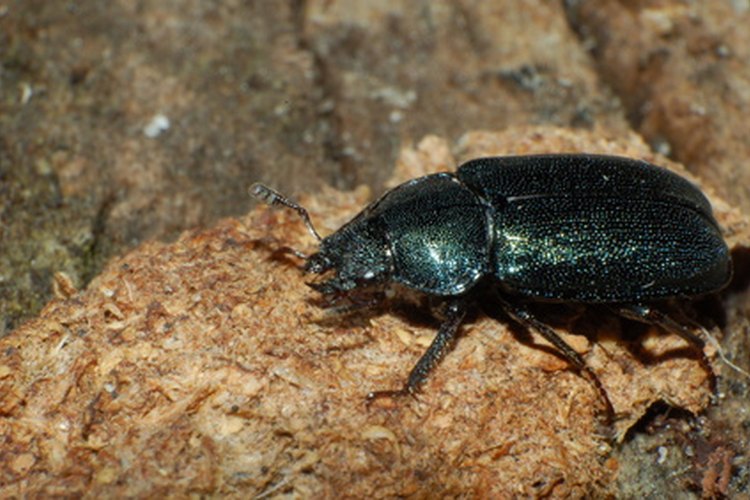 Escarabajo rinoceronte.