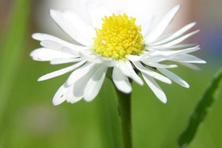 La margarita es una flor popular que se ha destacado en mitos y leyendas.