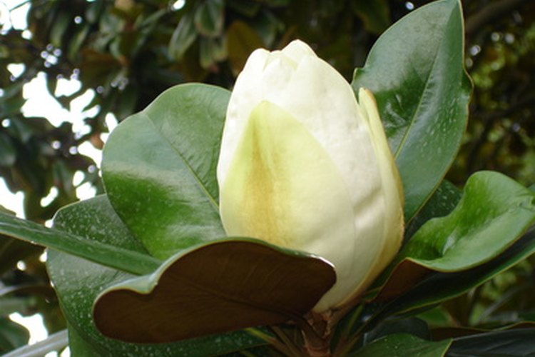 Las flores grandes y las hojas correosas son la característica de la magnolia del sur.