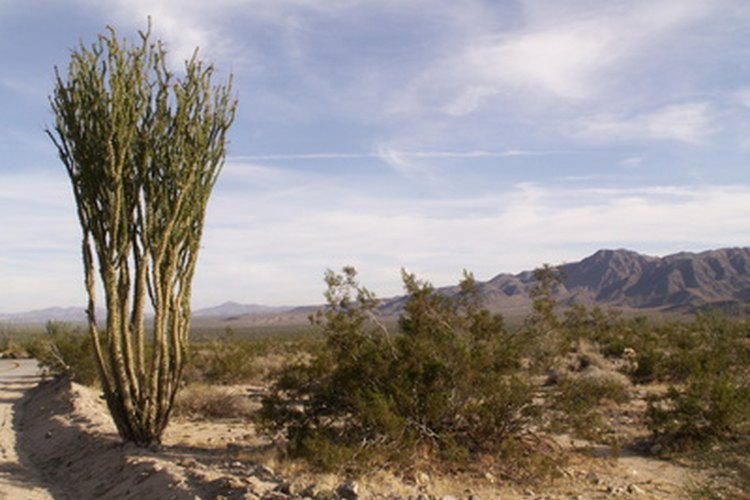 Muchas especies de plantas se han adaptado para la supervivencia en el desierto.