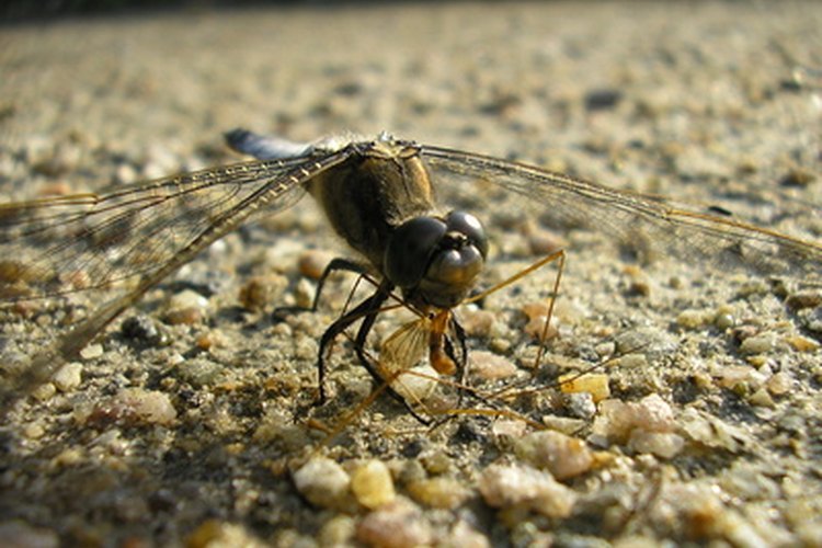 La mayoría de los insectos se adaptan principalmente a vivir en la tierra.