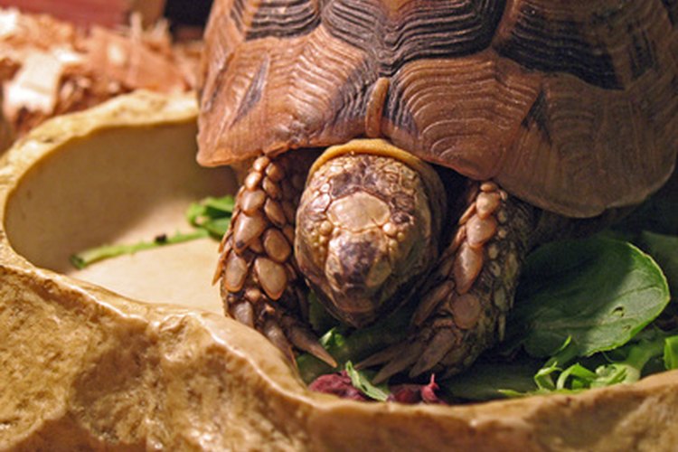 Tortuga de tierra.