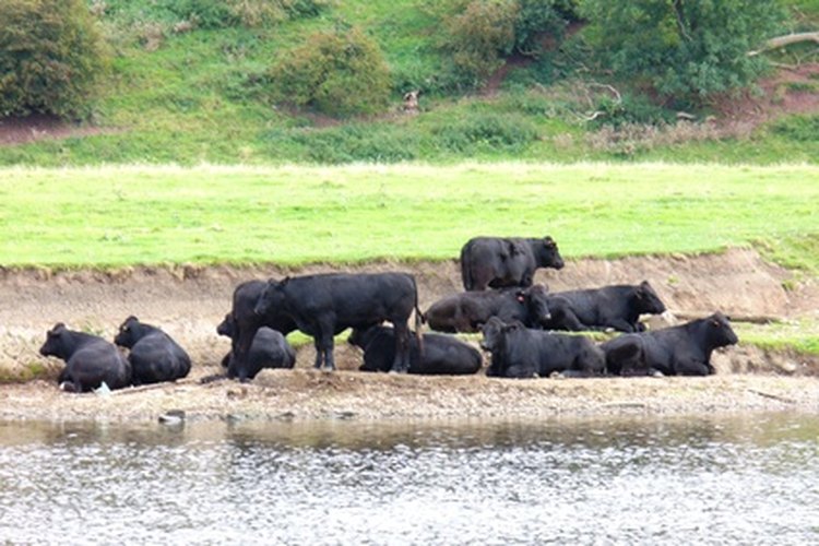 Orígenes de la raza Black Angus.