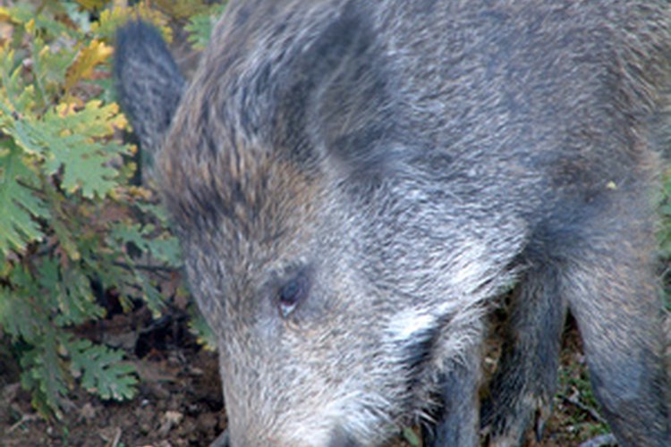 Los jabalíes escarban en busca de cualquier cosa que puedan comer.