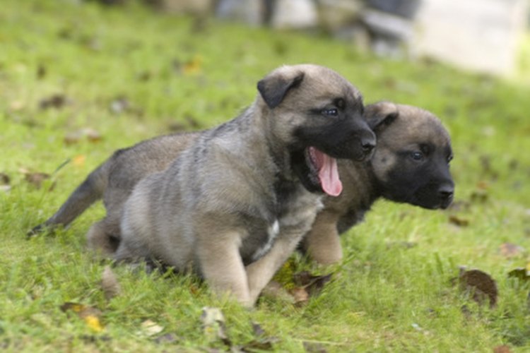 Los cachorros crecen rápidamente.