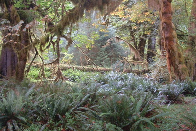 Muchas plantas son únicas en la selva del Amazonas.