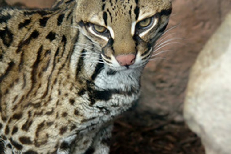 El pelaje moteado del ocelote ofrece un excelente camuflaje.