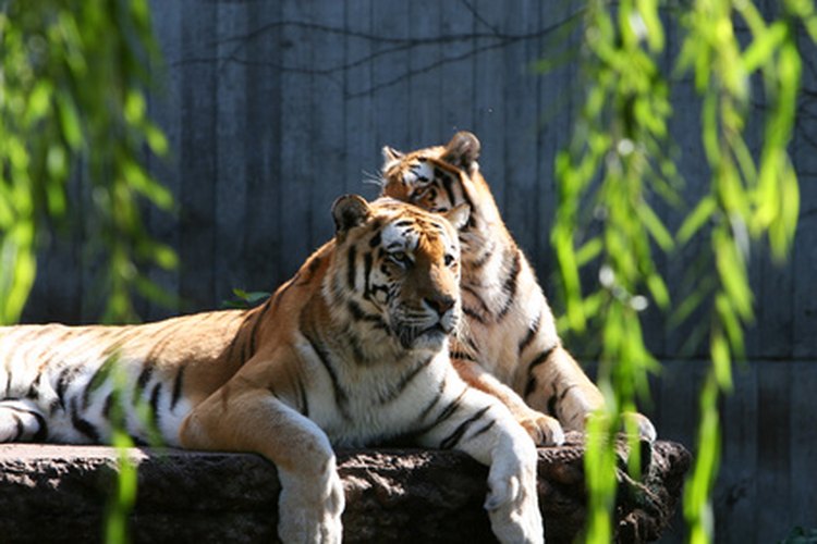 Los grandes felinos también adquieren las mismas enfermedades que los gatos domésticos.