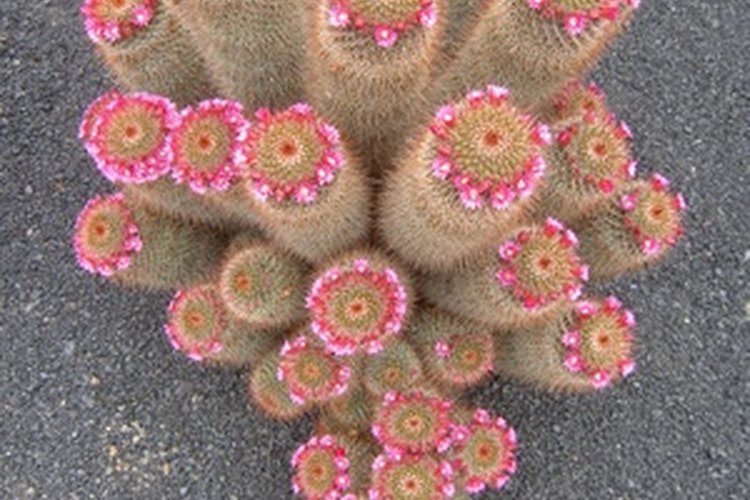 Cactus del desierto floreciendo.