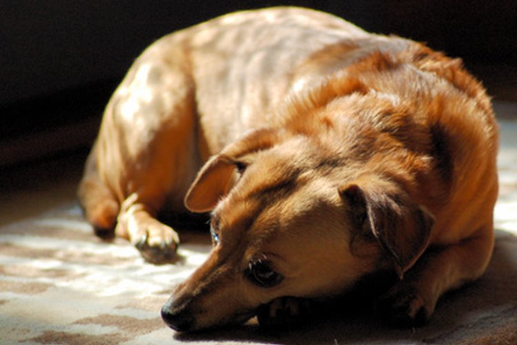 Observar que un perro tiembla mientras duerme puede preocupar a los dueños.