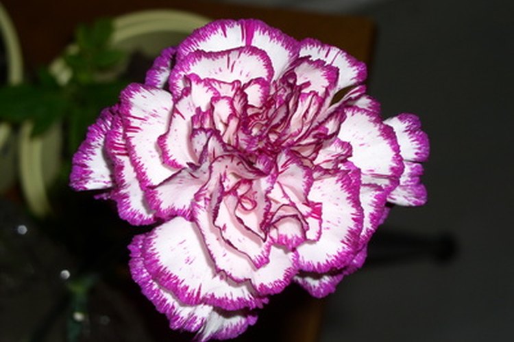 Los claveles crecen con flores de diferentes colores incluyendo las bicolores.