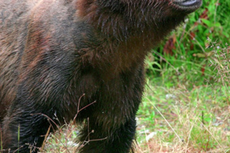 Los osos pardos están dispersos en la zona templada del Hemisferio Norte.