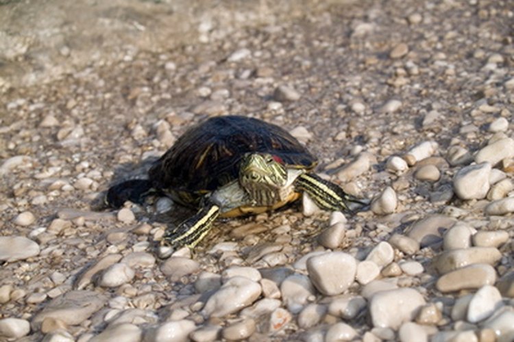 Las tortugas bebés crecen rápidamente y necesitan más espacio.