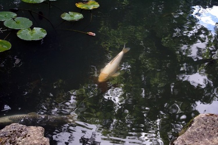 Cómo entran los peces a los estanques nuevos.