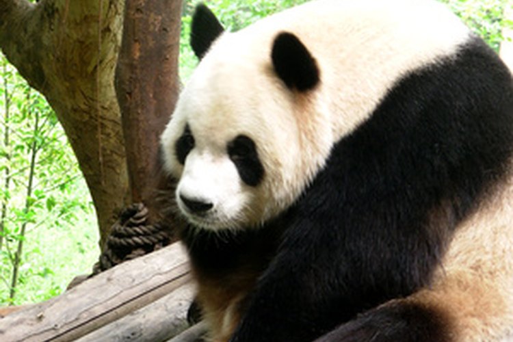 El panda gigante es una especie en peligro de extinción