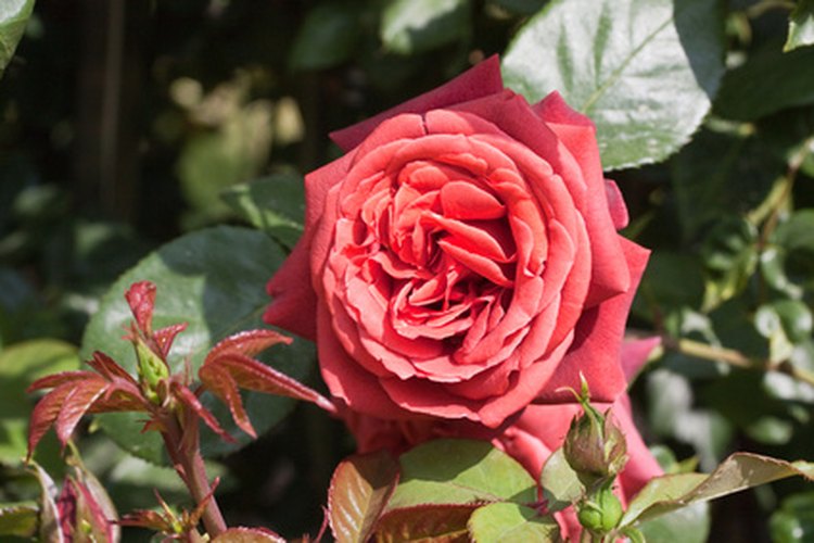Compra un rosal para simbolizar tu amor.