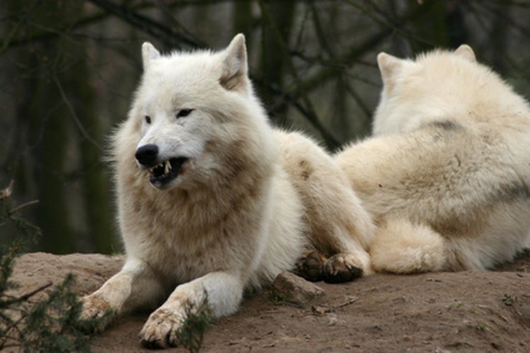 Los lobos del Ártico pueden tolerar temperaturas bajo cero, cinco meses de oscuridad y semanas sin comida.