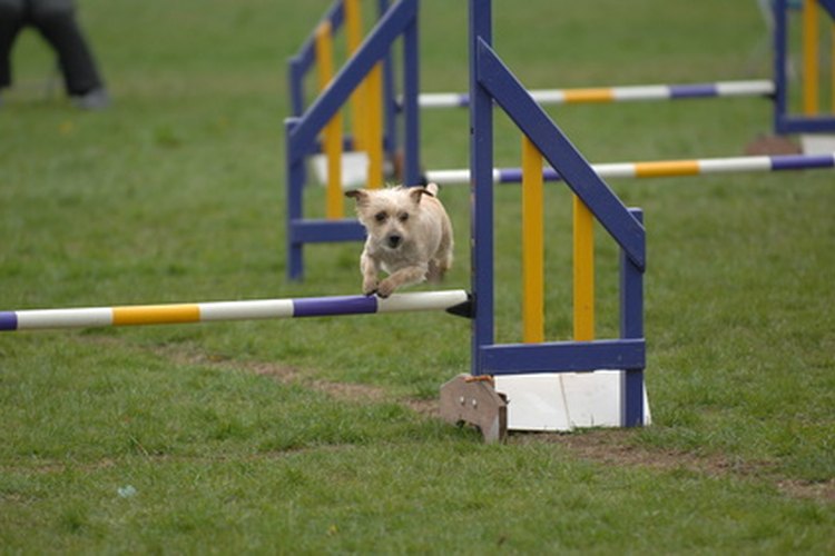Es sencillo armar tu propio equipo para el deporte de agilidad para tu perro.