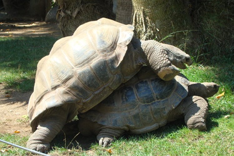 Todas las tortugas, de mar y tierra, con excepción de la tortuga laúd, conciben durante la primavera.