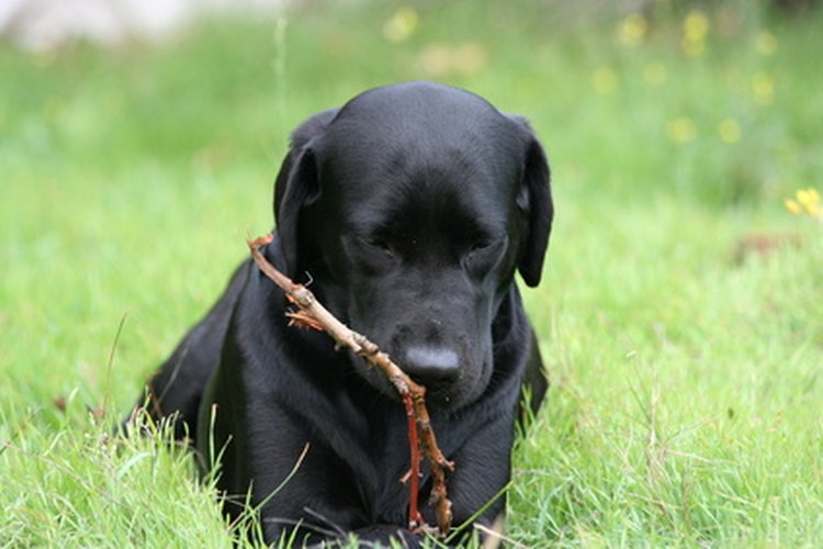 Los cachorros labradores negros suelen morder objetos cuando les están saliendo los dientes.