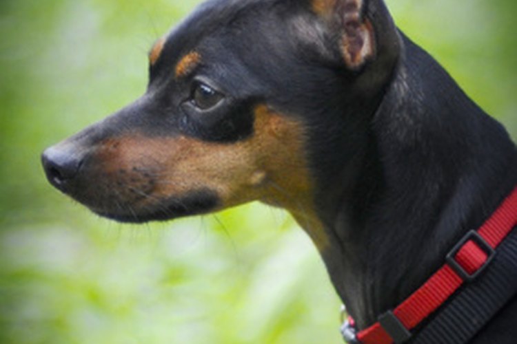 Las orejas de los pinscher miniatura deben ser recortadas para cumplir el estándar de la raza.