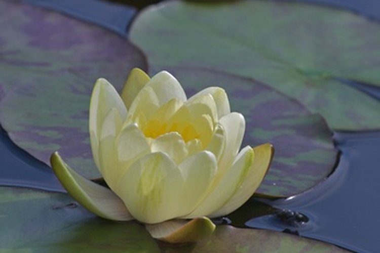 Los lirios de agua crecen en una variedad de hábitats y pueden mejorar la calidad de los mismos para la vida silvestre.