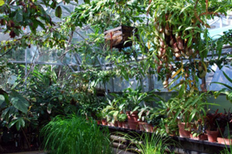 El interior de un invernadero simula un ambiente de primavera.