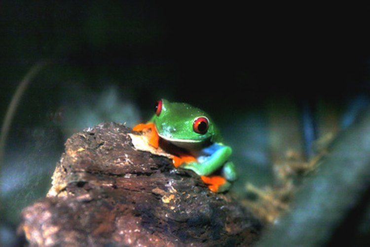 Las ranas de árbol de ojos rojos también comen plantas.