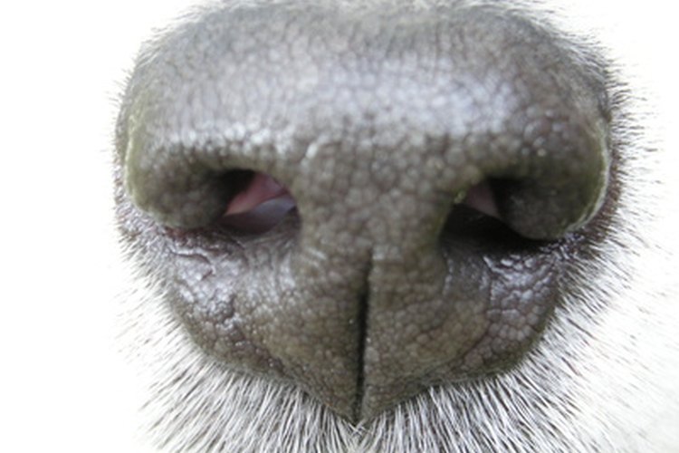 Nariz de perro sano.