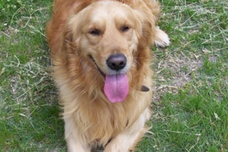 Protege a tu perro golden retriever de los puntos problemáticos.