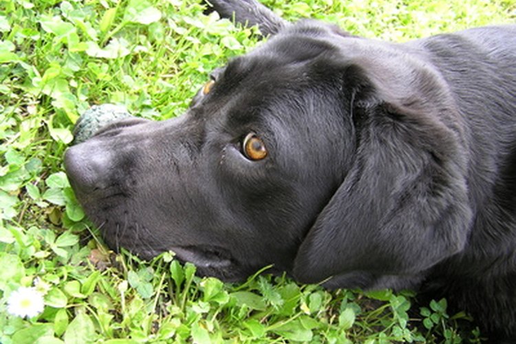 Los perros que tosen y estornudan flemas podrían padecer alguna alergia.