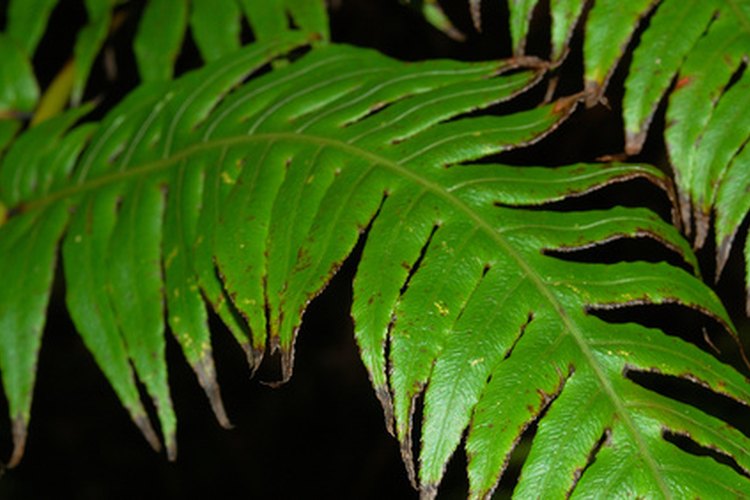 Los helechos son plantas fuertes.