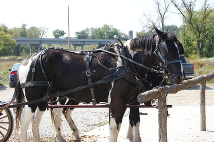 Las comunidades Amish viven según un código de conducta general.