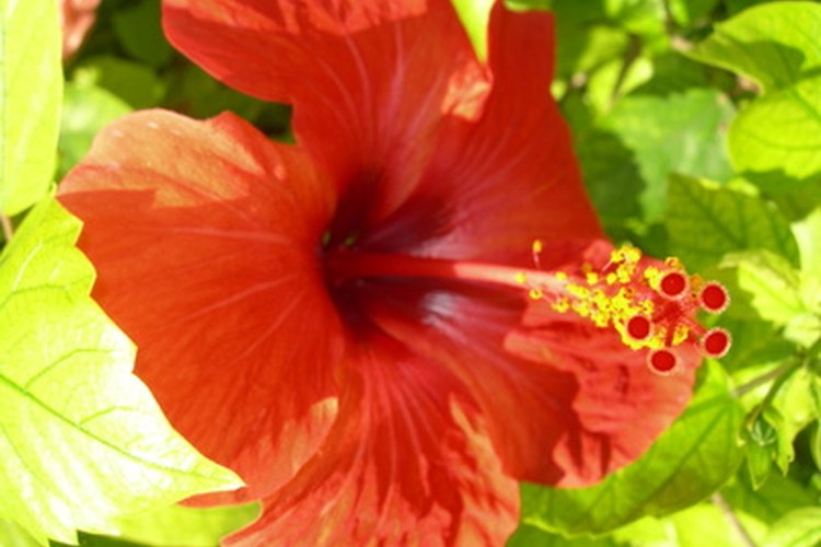 Los hibiscos tropicales son coloridos y exóticos.