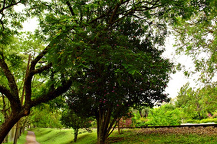 Disfruta más del aire libre aprendiendo a escalar un árbol.