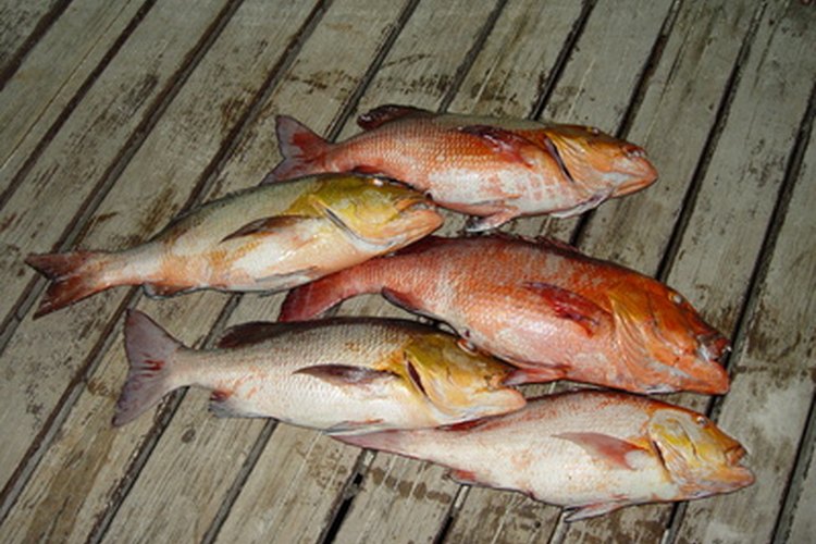 Pargo rojo.
