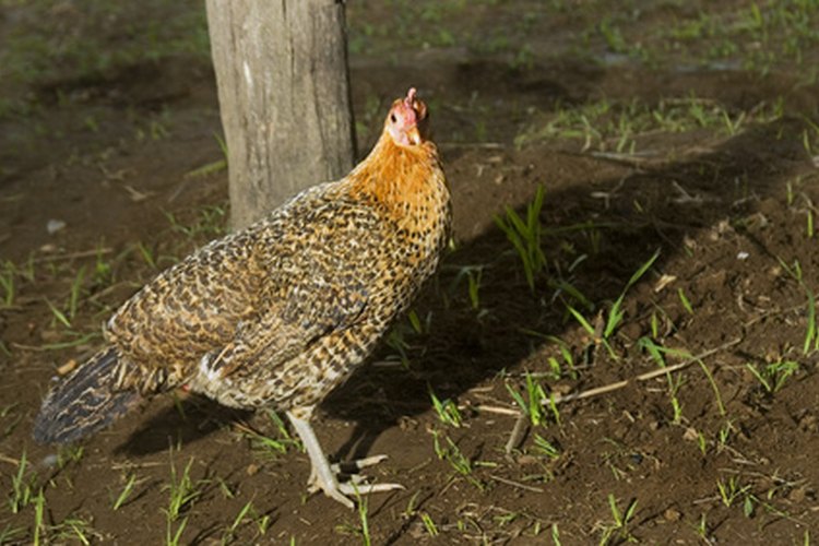 Los pollos criados de manera orgánica deben tener acceso al exterior.