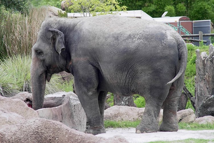 Este elefante es parte de un ecosistema.