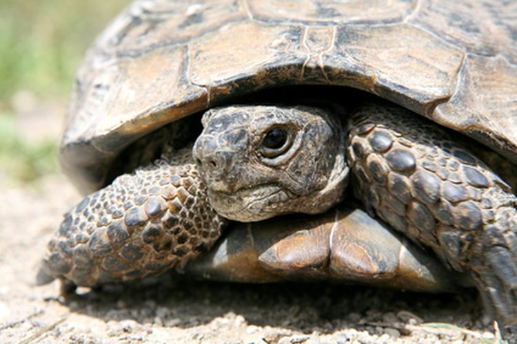 Las tortugas eran a menudo identificadas significados cósmicos.