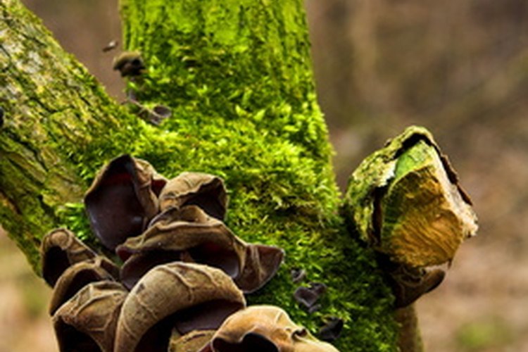 Un árbol con musgo y hongos.