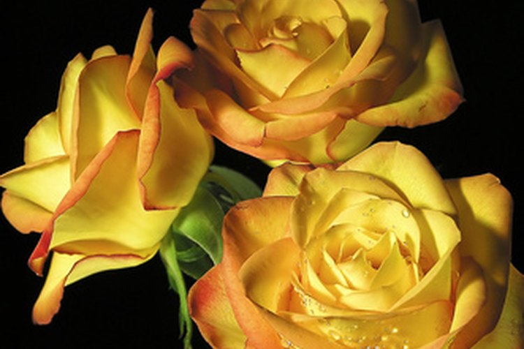 El aceite de rosas también le dará a las cuentas perfume a rosas.