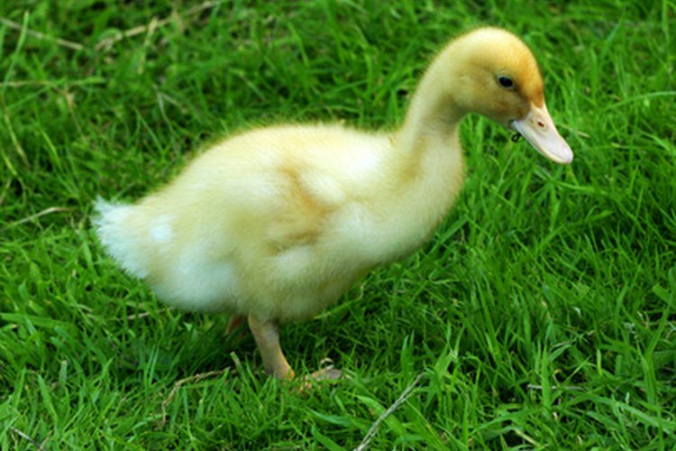 Un pato es un ejemplo de un organismo involucrado en las cadenas alimentarias acuáticas y terrestres.