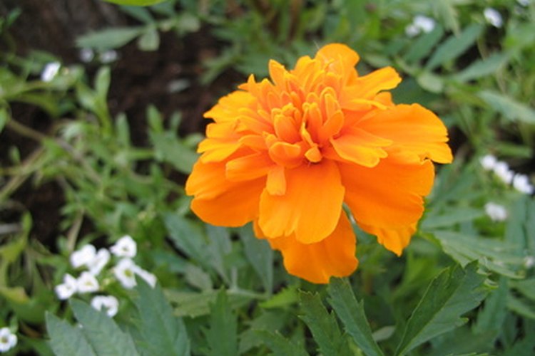 Las caléndulas son flores deliciosamente alegres para las hadas.
