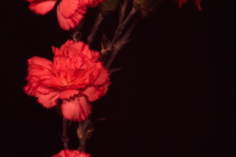 Claveles rojos.