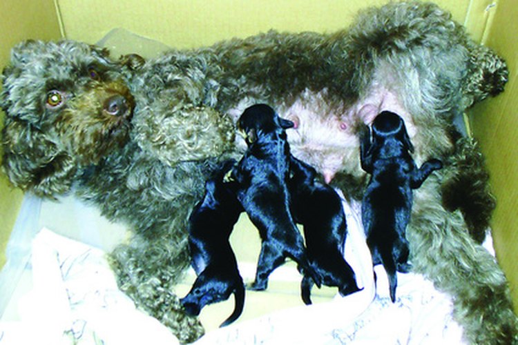 La leche de la madre es lo mejor para los cachorros.