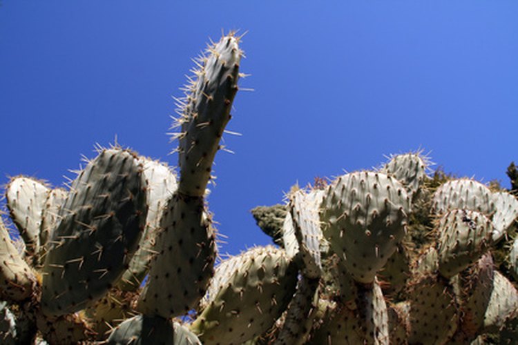 Después de cosechar los cactus, elimina las afiladas agujas o córtalos en trozos pequeños y así evitarás que el ganado sufra lesiones mientras come.