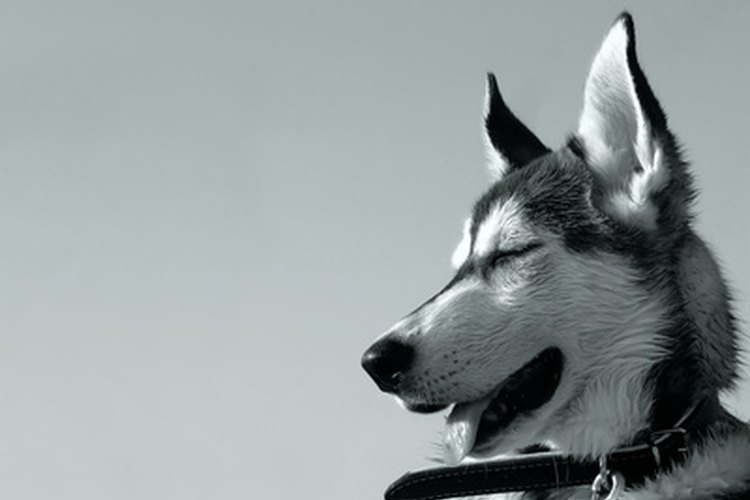 Los cachorros husky requieren dueños con personalidad firme.